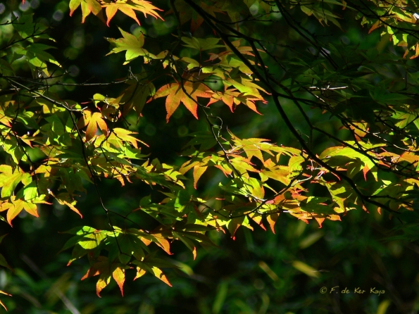 Bois des Moutiers (85) Juin 2012